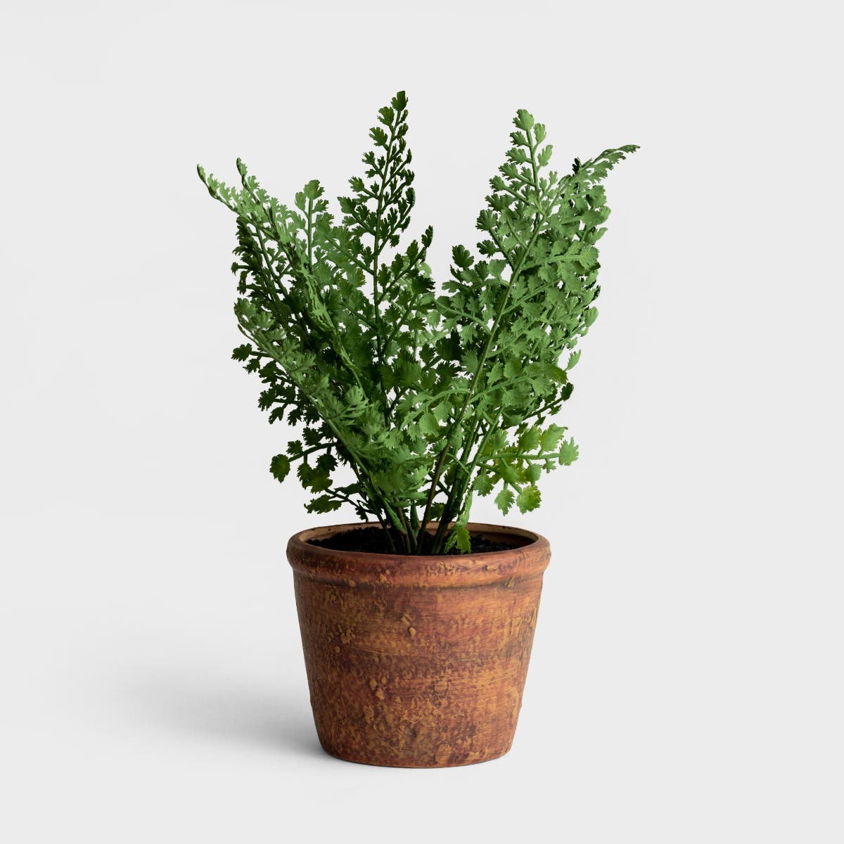 Demdaco - Potted Faux Maiden Hair Fern