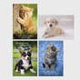 Get Well - Whiskers & Paws - 12 Boxed Cards and Envelopes, KJV