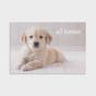 Get Well - Whiskers & Paws - 12 Boxed Cards and Envelopes, KJV