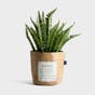 Grateful Planter Bag & Faux Boston Fern - Gift Set
