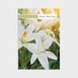 Easter Assortment - 24 Boxed Cards and Envelopes